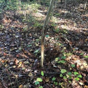 Photo of UNDER CONTRACT!!  46.79 Acres of Hunting Land for Sale in Brunswick County VA!