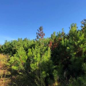 Photo of UNDER CONTRACT!!  46.79 Acres of Hunting Land for Sale in Brunswick County VA!