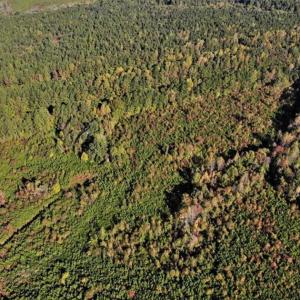 Photo of UNDER CONTRACT!!  46.79 Acres of Hunting Land for Sale in Brunswick County VA!