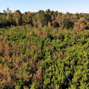 Photo of UNDER CONTRACT!!  46.79 Acres of Hunting Land for Sale in Brunswick County VA!