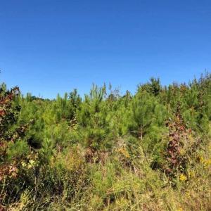 Photo of UNDER CONTRACT!!  46.79 Acres of Hunting Land for Sale in Brunswick County VA!