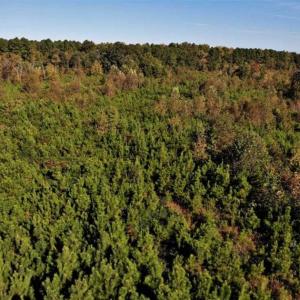 Photo of UNDER CONTRACT!!  46.79 Acres of Hunting Land for Sale in Brunswick County VA!