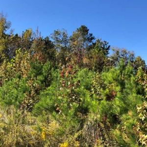 Photo of UNDER CONTRACT!!  46.79 Acres of Hunting Land for Sale in Brunswick County VA!