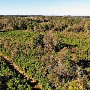 Photo of UNDER CONTRACT!!  46.79 Acres of Hunting Land for Sale in Brunswick County VA!
