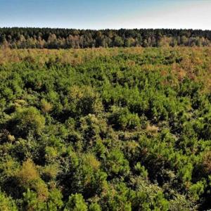 Photo of UNDER CONTRACT!!  46.79 Acres of Hunting Land for Sale in Brunswick County VA!