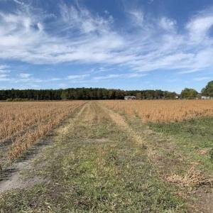 Photo of 73.35 Acres of Farm and Timber Land For Sale in Craven County NC!