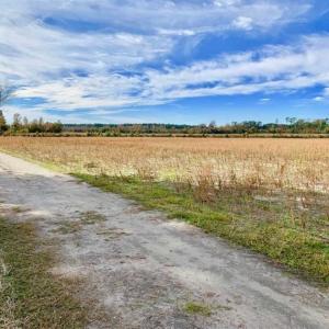 Photo of 73.35 Acres of Farm and Timber Land For Sale in Craven County NC!