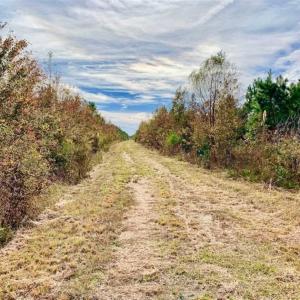 Photo of 162.49 Acres of Timber and Hunting Land For Sale in Craven County NC!