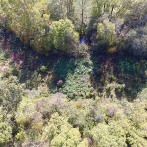 Photo of 30.79 Acres of Recreational Land For Sale in Lunenburg County VA!