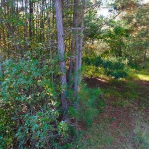 Photo of SOLD!!  10.6 Acres of Wooded Residential Land For Sale in Harnett County NC!