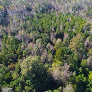 Photo of SOLD!!  10.6 Acres of Wooded Residential Land For Sale in Harnett County NC!
