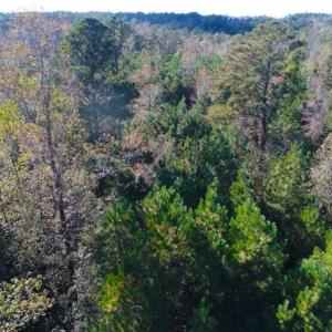 Photo of SOLD!!  10.6 Acres of Wooded Residential Land For Sale in Harnett County NC!