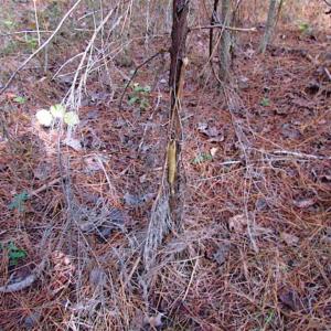 Photo of SOLD!!  138 Acres of Hunting Land For Sale in Southampton County VA!