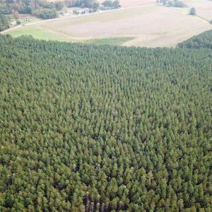 Photo of SOLD!!  138 Acres of Hunting Land For Sale in Southampton County VA!
