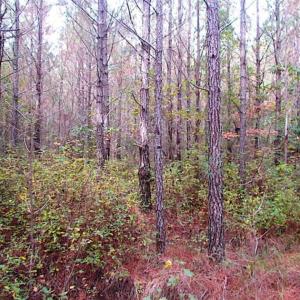 Photo of SOLD!!  138 Acres of Hunting Land For Sale in Southampton County VA!