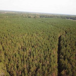 Photo of SOLD!!  138 Acres of Hunting Land For Sale in Southampton County VA!