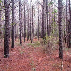 Photo of SOLD!!  138 Acres of Hunting Land For Sale in Southampton County VA!