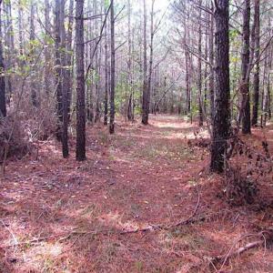 Photo of SOLD!!  138 Acres of Hunting Land For Sale in Southampton County VA!