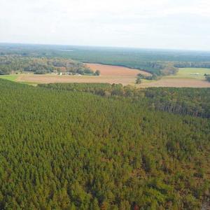 Photo of SOLD!!  138 Acres of Hunting Land For Sale in Southampton County VA!