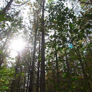 Photo of SOLD!!  138 Acres of Hunting Land For Sale in Southampton County VA!