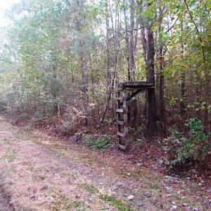 Photo of SOLD!!  138 Acres of Hunting Land For Sale in Southampton County VA!