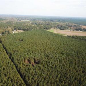 Photo of SOLD!!  138 Acres of Hunting Land For Sale in Southampton County VA!
