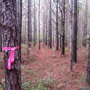 Photo of SOLD!!  138 Acres of Hunting Land For Sale in Southampton County VA!