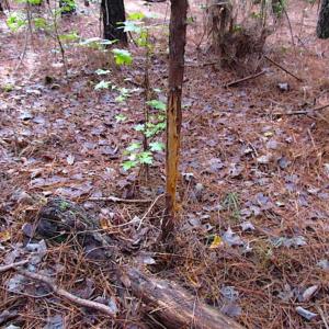 Photo of SOLD!!  138 Acres of Hunting Land For Sale in Southampton County VA!