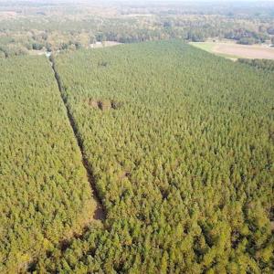 Photo of SOLD!!  138 Acres of Hunting Land For Sale in Southampton County VA!