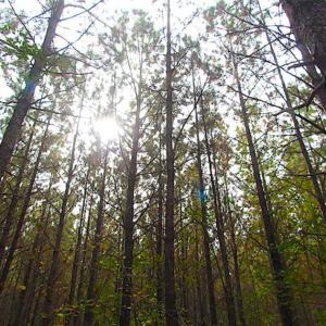 Photo of SOLD!!  138 Acres of Hunting Land For Sale in Southampton County VA!