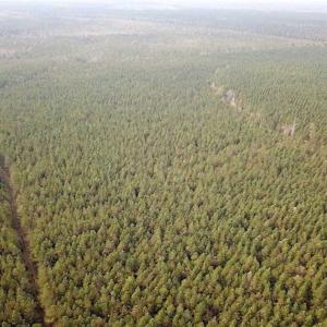 Photo of SOLD!!  138 Acres of Hunting Land For Sale in Southampton County VA!