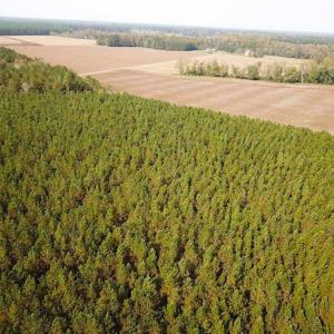 Photo of SOLD!!  138 Acres of Hunting Land For Sale in Southampton County VA!