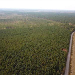 Photo of SOLD!!  138 Acres of Hunting Land For Sale in Southampton County VA!