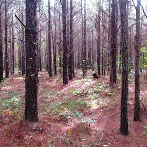 Photo of SOLD!!  138 Acres of Hunting Land For Sale in Southampton County VA!