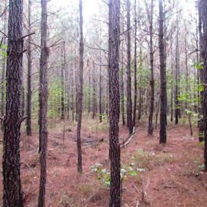 Photo of SOLD!!  138 Acres of Hunting Land For Sale in Southampton County VA!