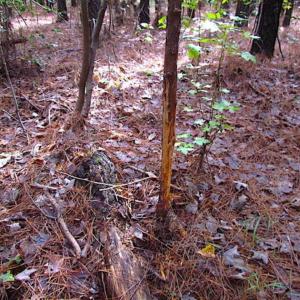 Photo of SOLD!!  138 Acres of Hunting Land For Sale in Southampton County VA!
