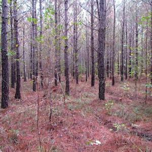 Photo of SOLD!!  138 Acres of Hunting Land For Sale in Southampton County VA!
