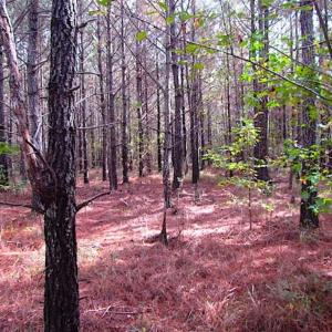 Photo of SOLD!!  138 Acres of Hunting Land For Sale in Southampton County VA!