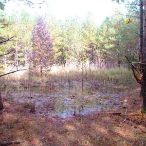 Photo of SOLD!!  138 Acres of Hunting Land For Sale in Southampton County VA!