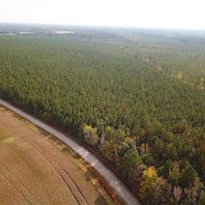 Photo of SOLD!!  138 Acres of Hunting Land For Sale in Southampton County VA!