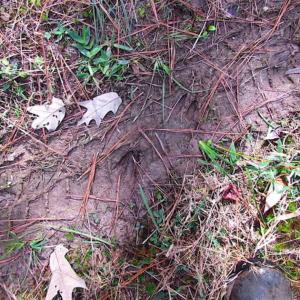 Photo of SOLD!!  138 Acres of Hunting Land For Sale in Southampton County VA!