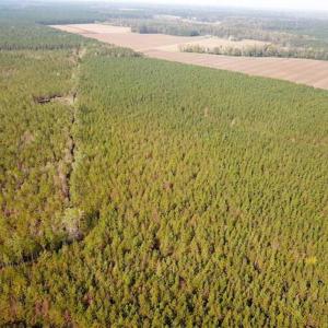 Photo of SOLD!!  138 Acres of Hunting Land For Sale in Southampton County VA!