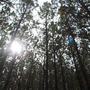 Photo of SOLD!!  138 Acres of Hunting Land For Sale in Southampton County VA!