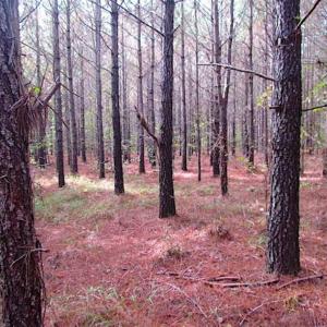 Photo of SOLD!!  138 Acres of Hunting Land For Sale in Southampton County VA!