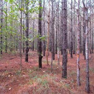 Photo of SOLD!!  138 Acres of Hunting Land For Sale in Southampton County VA!