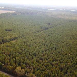 Photo of SOLD!!  138 Acres of Hunting Land For Sale in Southampton County VA!