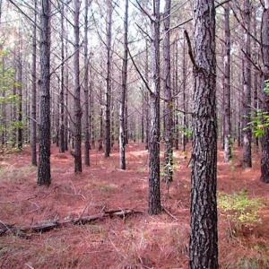 Photo of SOLD!!  138 Acres of Hunting Land For Sale in Southampton County VA!
