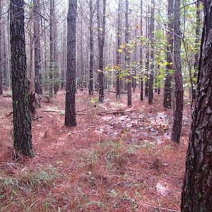 Photo of SOLD!!  138 Acres of Hunting Land For Sale in Southampton County VA!
