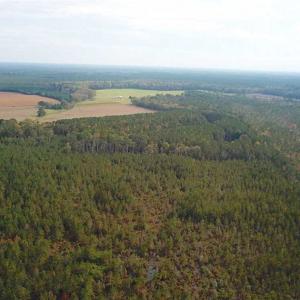 Photo of SOLD!!  138 Acres of Hunting Land For Sale in Southampton County VA!