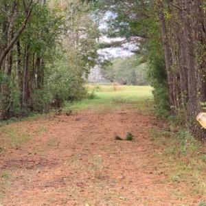 Photo of 54 Acres of Farm and Timber Land For Sale in Pitt County NC!